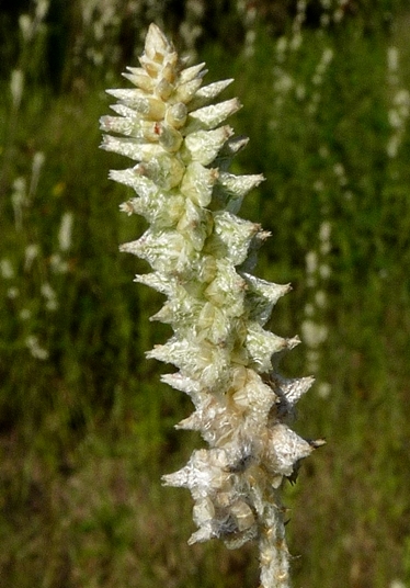 {Froelichia floridana}